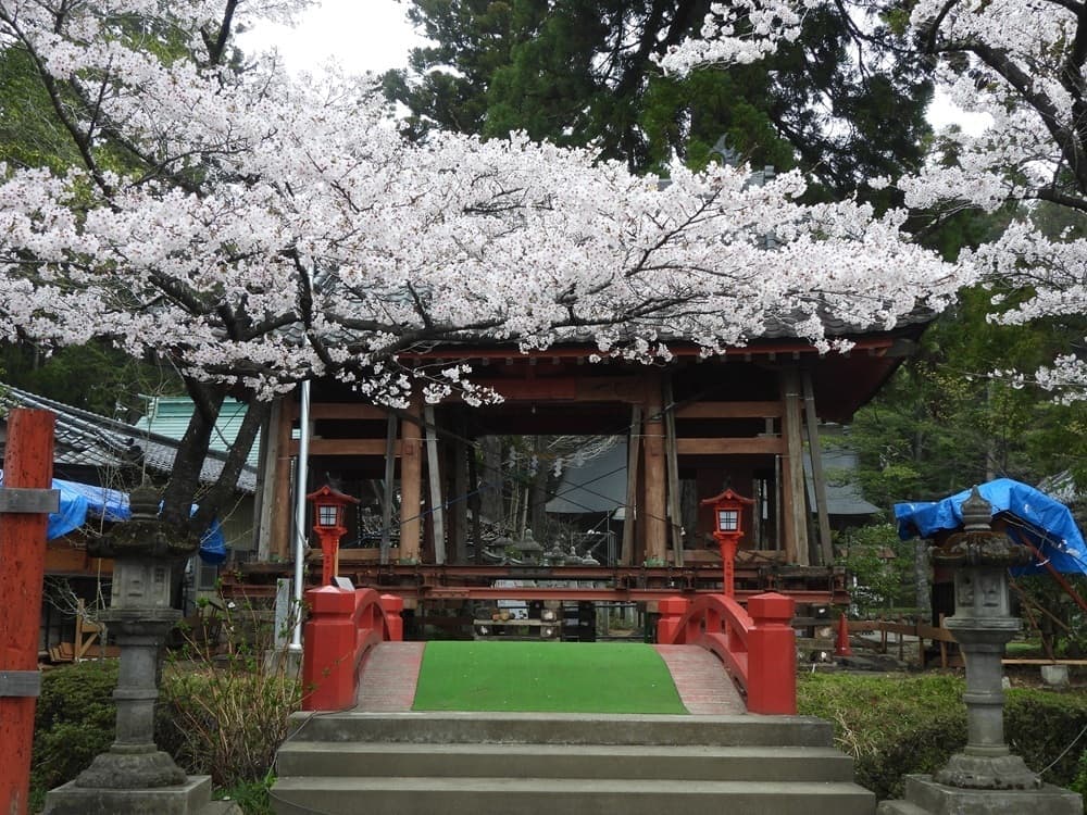 涼ヶ岡八幡神社　桜　