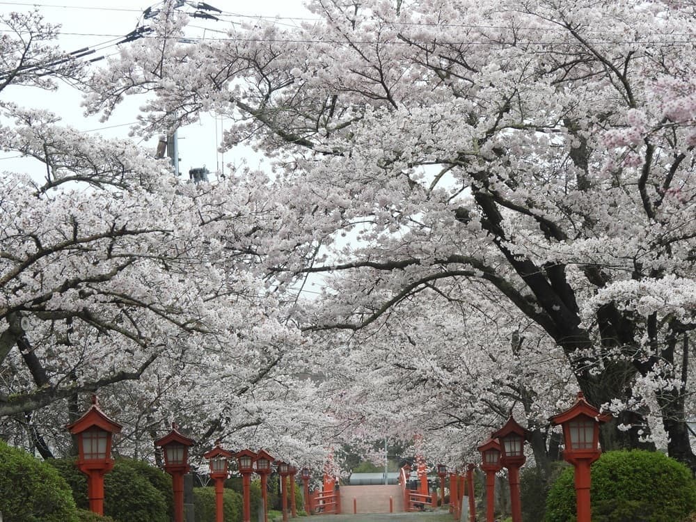 涼ヶ岡八幡神社　桜　開花情報