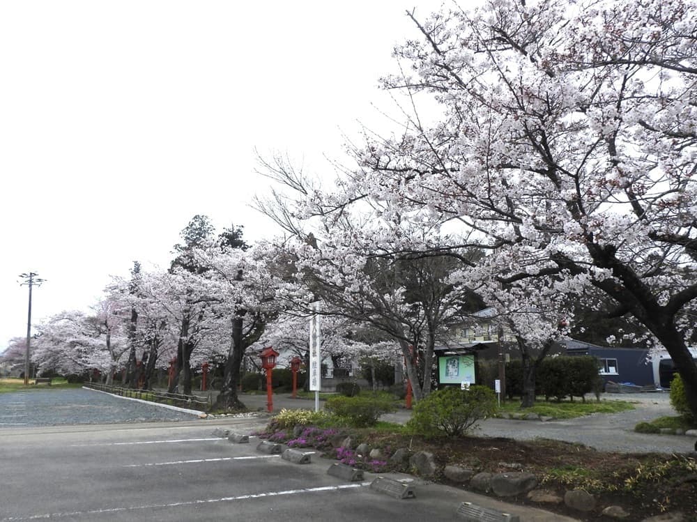 涼ヶ岡八幡神社　桜