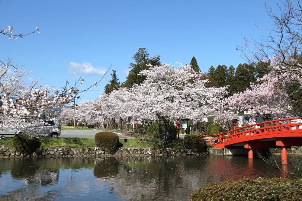 涼ヶ岡八幡神社　桜