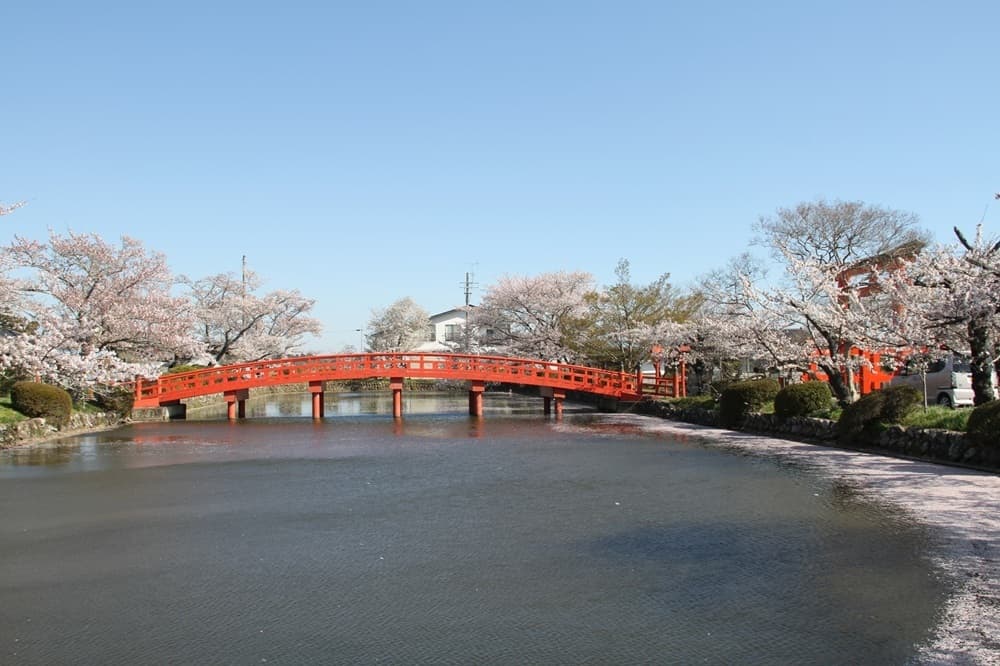 涼ヶ岡八幡神社　桜　ライトアップ