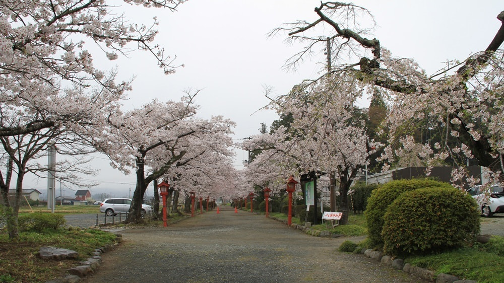 涼ヶ岡八幡神社　桜　