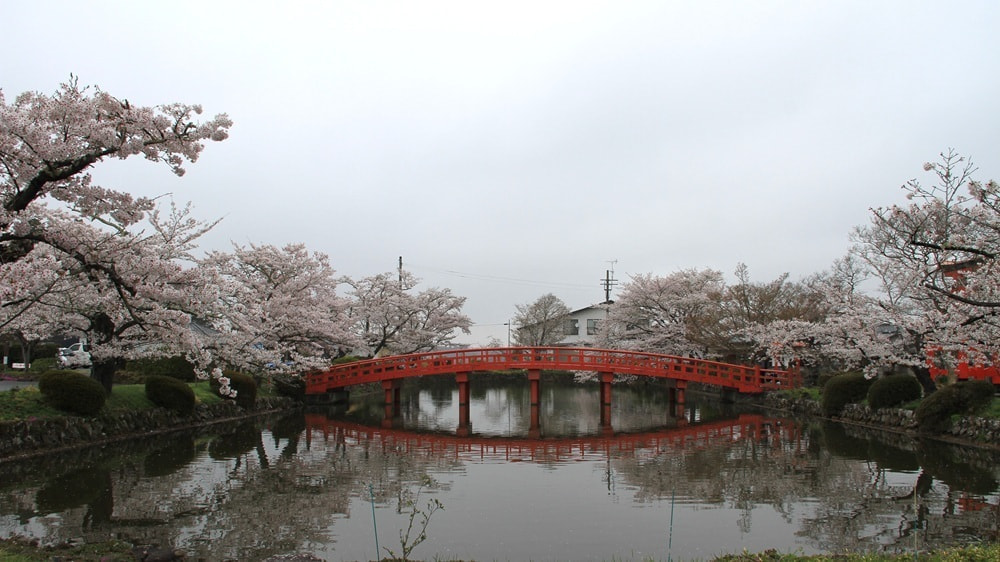 涼ヶ岡八幡神社　桜