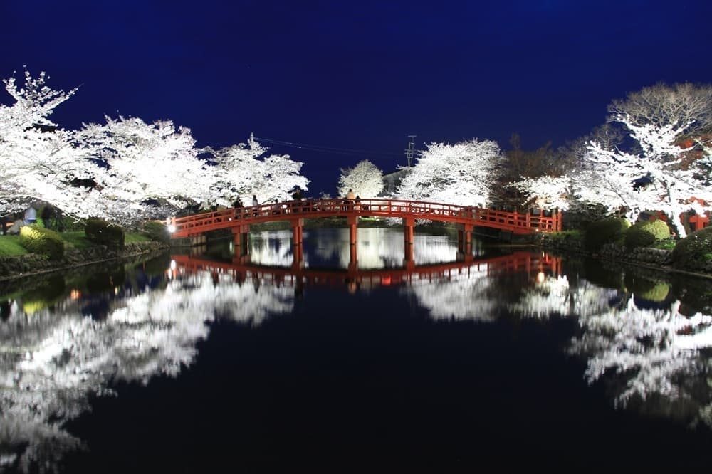 涼ヶ岡八幡神社　桜　