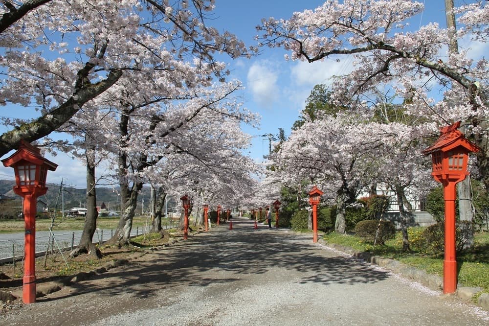 涼ヶ岡八幡神社　桜　