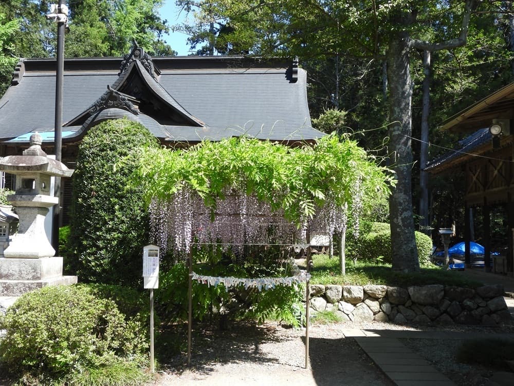 涼ヶ岡八幡神社　九尺フジ