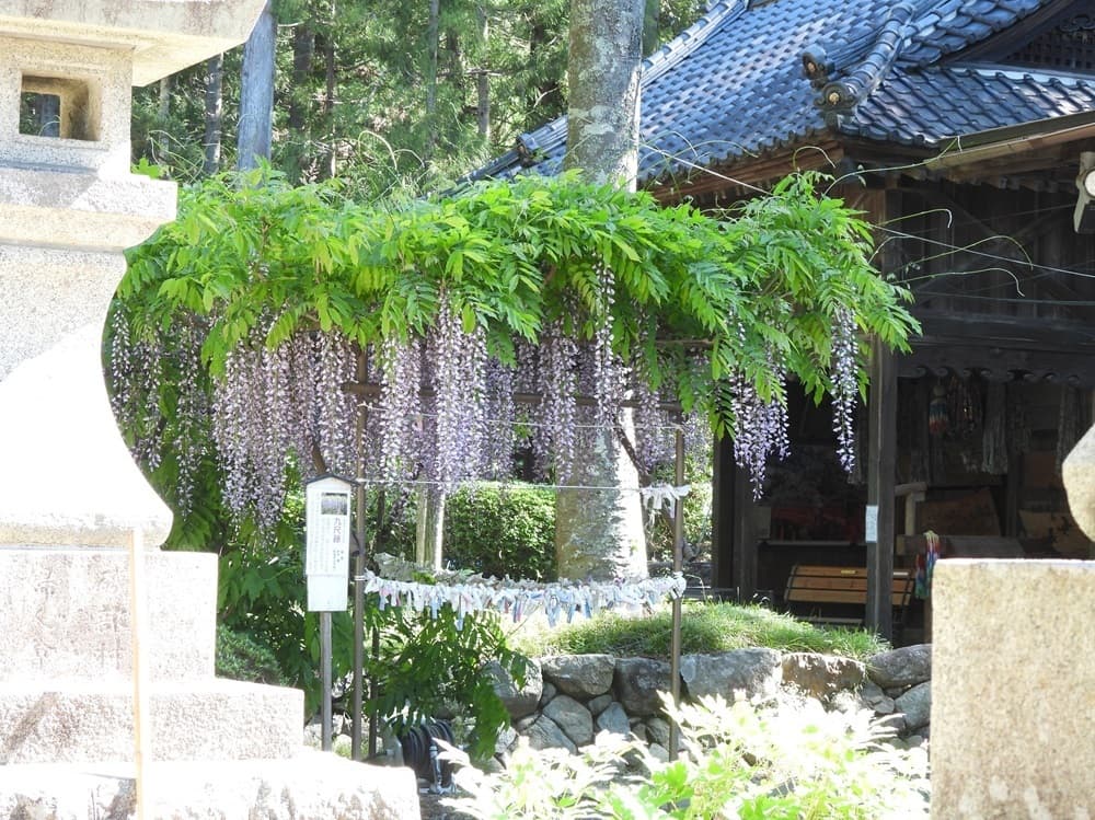 涼ヶ岡八幡神社　フジ